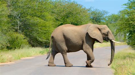 Fotos De Kruger National Park Ver Fotos E Imágenes De Kruger National Park