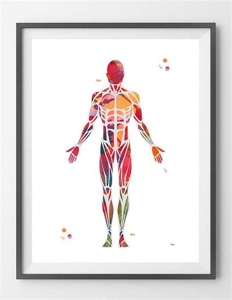 Muscular System Watercolor Print Anatomy Art Human Muscles Etsy In