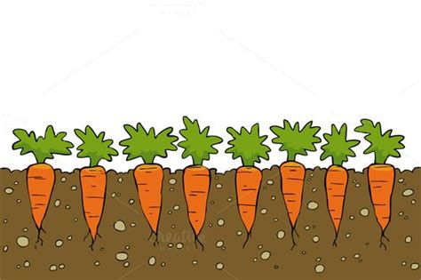Carrots Морковь Весна