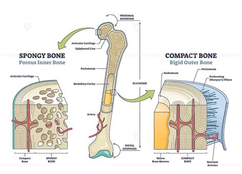 Spongy Vs Compact Bone Comparison With Anatomical Structure Outline Diagram Labeled Educational