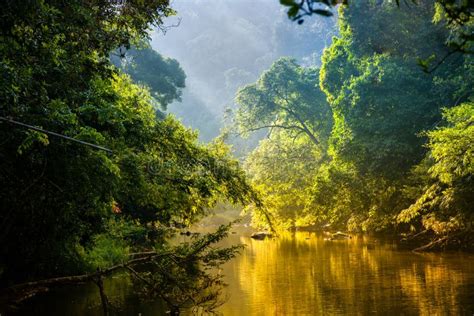 Selvas Tropicales De La Madrugada De Tailandia En La Salida Del Sol