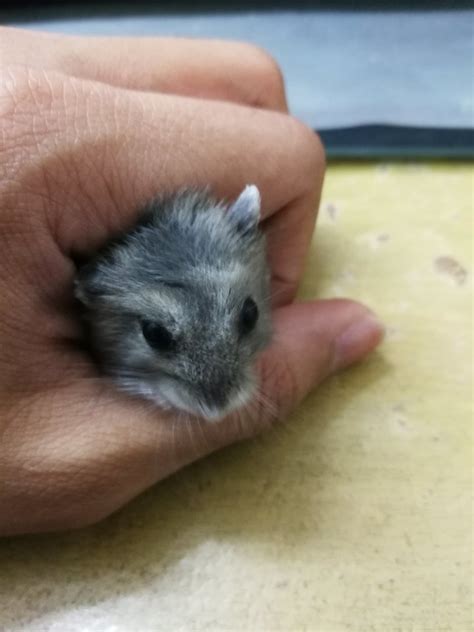Short Dwarf Hamster Baby Hamster For Adoption 1 Year 7 Months Hamham