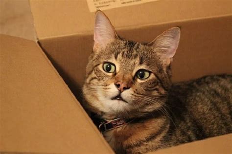 Why Do Cats Love Boxes Afrinik