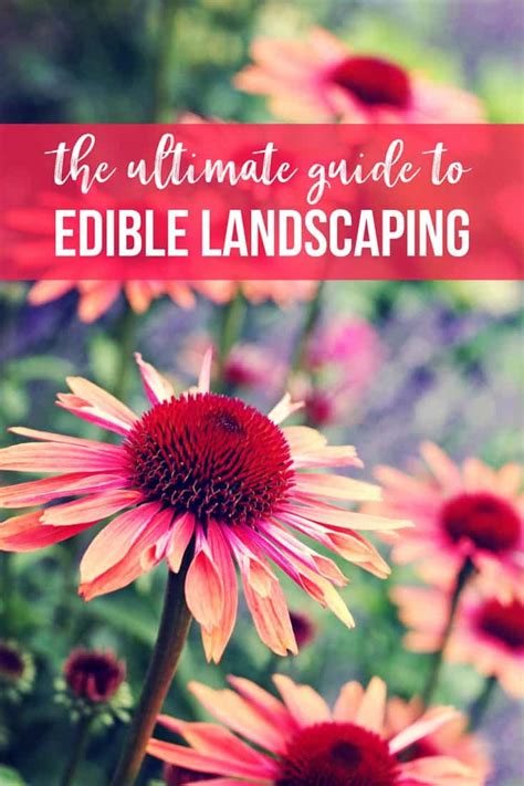 The Ultimate Guide To Edible Landscaping Must Read Edible Landscaping