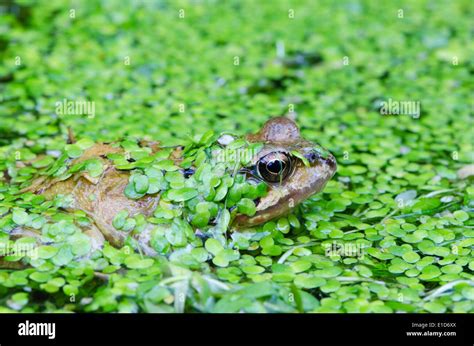 Common Frog Rana Temporaria In Pond Covered With Duckweed Lemna