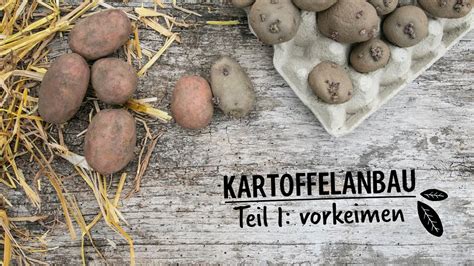 Biogartenversand.de is tracked by us since may, 2012. KARTOFFELANBAU - Teil 1: vorkeimen - Hof Jeebel ...