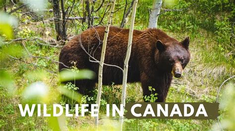 Wildlife In Canada Our Amazing Wildlife Encounters In The Canadian