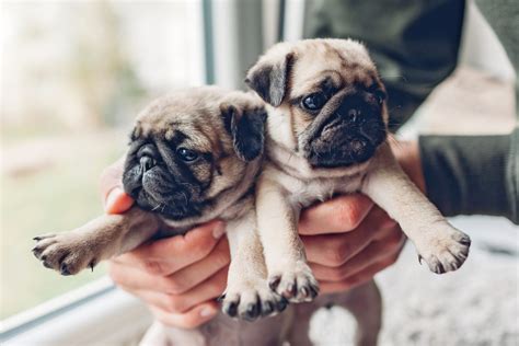 30 Dog Breeds That Have The Cutest Puppies