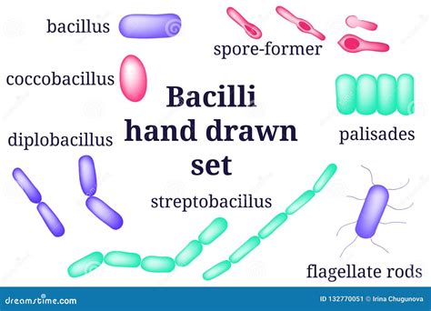 Arrangements Of Bacillibacterial Microorganism Stock Vector Illustration Of Microorganism