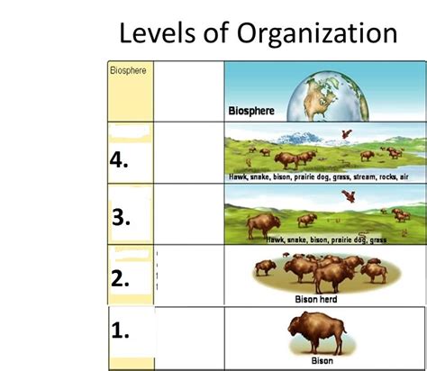 Levels Of Organization Ecosystem Diagram Sexiz Pix