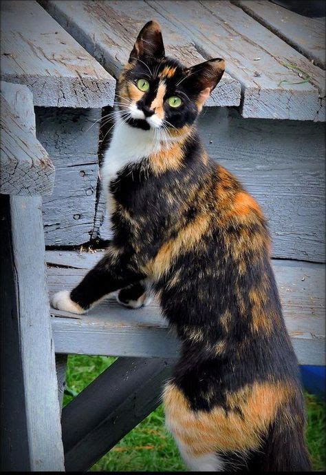 Cat Facts Fun Trivia About Tortoiseshell Cats With Torti Tude In