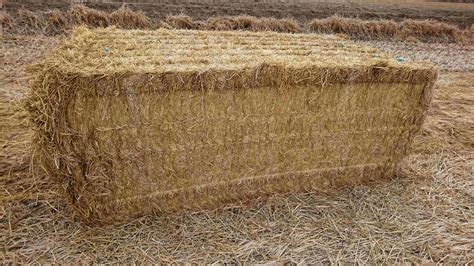Rice Straw 1000 X 430 Kg Approx Bales And With Hy Si Innoculant