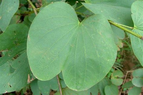 It has been collected in the wild. Bauhinia variegata