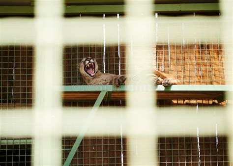 A Wild Cat Resting In A Zoo Cage Photography Taken Through The Grate