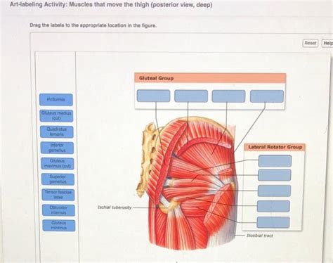 Solved Art Labeling Activity Muscles That Move The Thigh Chegg Com