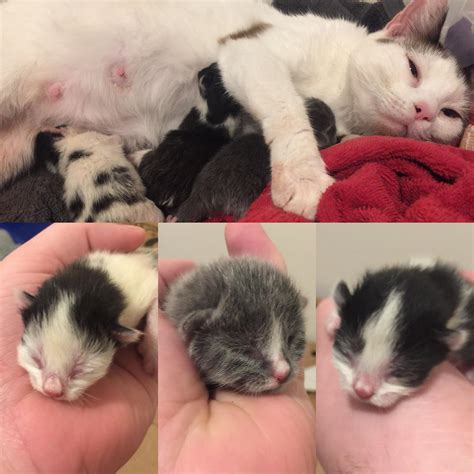 My Foster Cat Maggie Gave Birth To Three Little Beans Last Night Rcats