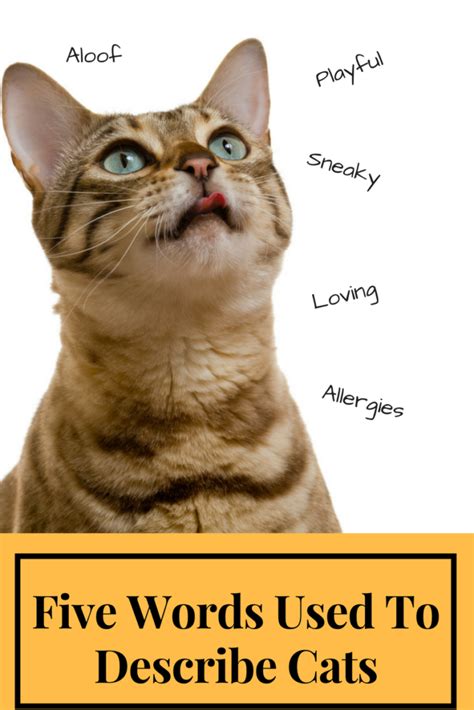 Five Words To Describe Cats