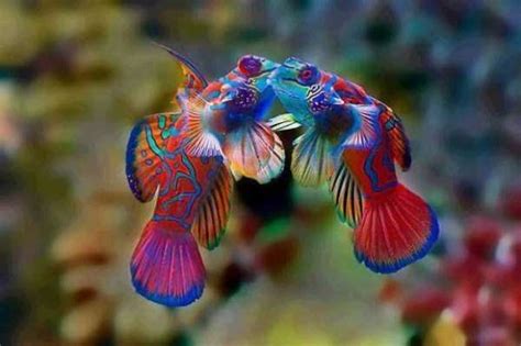Beautifully Colored Animals 83 Photos Klykercom
