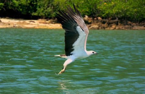12 Destinations For Bird Watching In Malaysia Expatgo