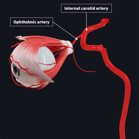 Anatomical Structures Of The Eye Structure Of The Eyeball Vascular