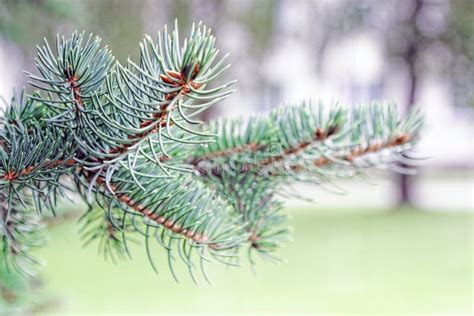 Close Up Of A Blue Spruce Branches Blur Effect Stock Photo Image Of