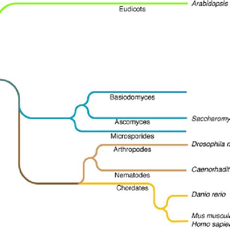 Phylogenetic Tree Of Eukaryotes Representing The Distribution Of