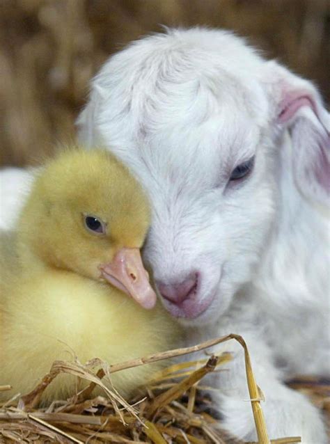 Spring Baby Animals Cute Animals Cute Animal Pictures Cute Baby Animals