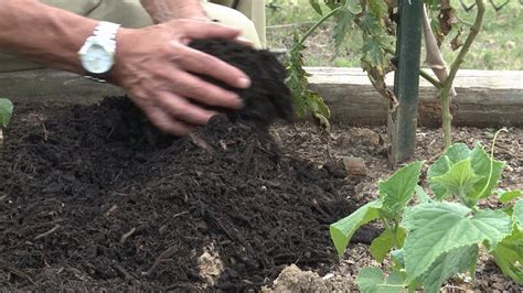 Mulching Tomato Plants This Week In The Garden Youtube