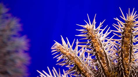 Crown Of Thorns Starfish The Spiny Enemy Of The Coral Reef Den Blå