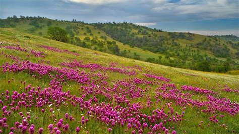 Download Wallpaper 1920x1080 Flowers Meadow Grass Hills Landscape