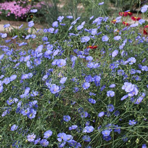 Blue Flax Perennial Flax Linum Perenne Mygardenlife