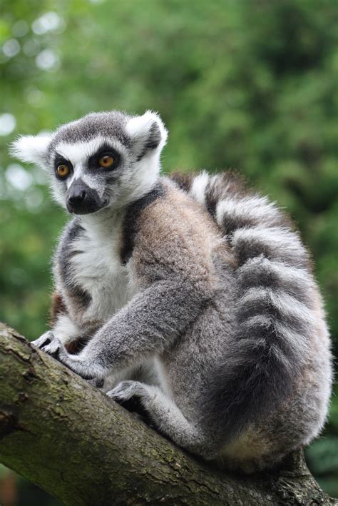 Ring Tailed Lemur Monkey Prosimian · Free Photo On Pixabay