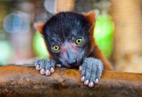 Tpa Quick Take Baby Lemurs Born At Busch Gardens