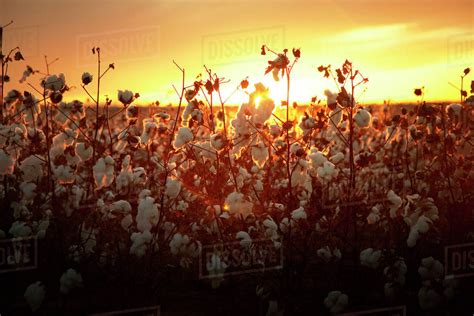 Cotton Field At Sunset Stock Photo Dissolve