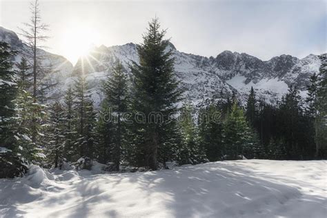 Snowy Alps Mountain Peaks And Fir Forest Winter Scene Stock Photo