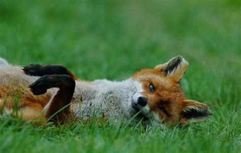 Red Foxes Fox Photo Fanpop