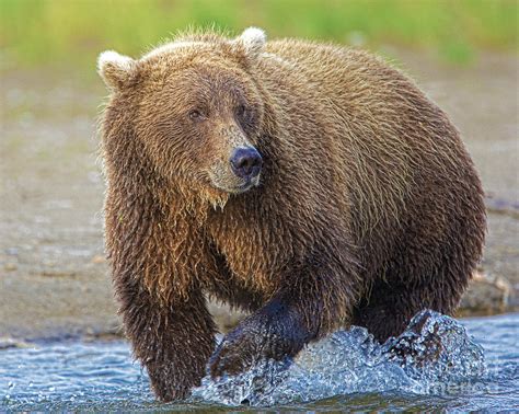 Alaskan Brown Bear Photograph By Dale Erickson
