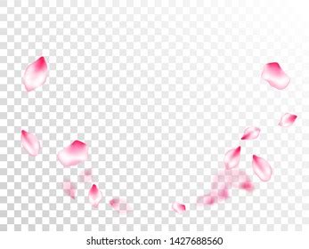 Pink Sakura Falling Petals Transparent Vector Stock Vector Royalty Free