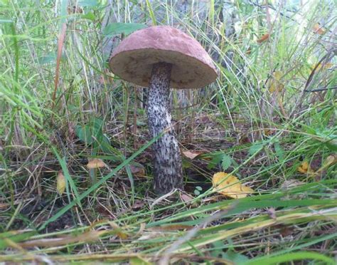 What Mushrooms Grow Under Pine Trees In Pine Forests And Which Ones Are