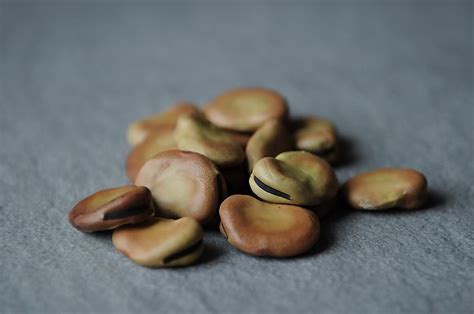 Basic Dried Fava Beans Food Recipes Dried Fava Bean Recipe
