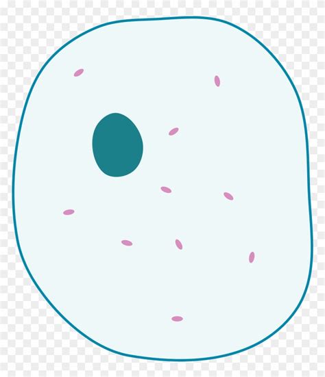 Simple Diagram Of Animal Cell Simple Animal Cell Unlabelled Free