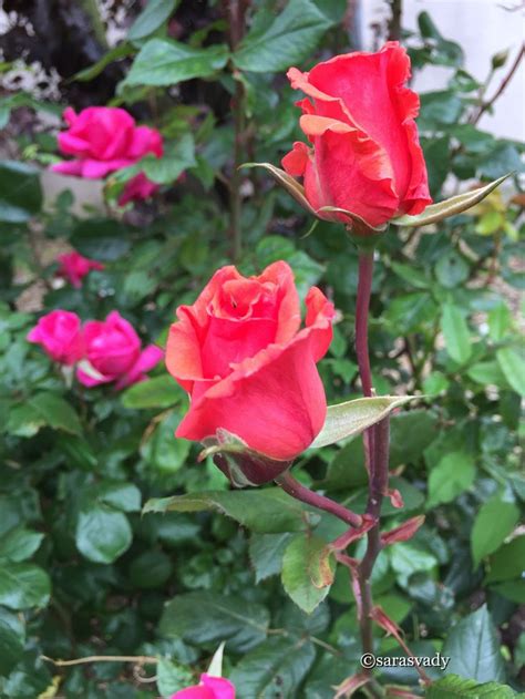 Pin De Rafael Rodrigues Em Flores E Suas Belas Cores E Perfumes Flores Botões De Rosa Cores