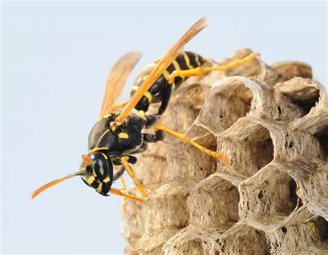 Paper Wasp Catseye Pest Control