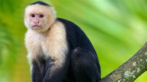 Meet The Capuchin Monkeys The Most Intelligent Primates In The World Youtube