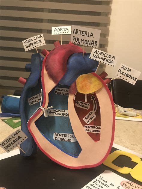 25 Ideas De Corazon Maqueta Corazon Maqueta Anatomía Del Corazón