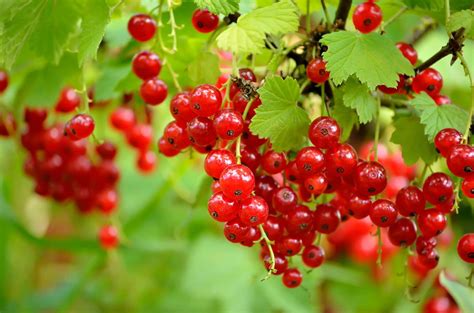 Dann können sie noch ausreichend wurzeln bilden und tragen bereits im kommenden sommer die ersten früchte. Johannisbeeren: Alles vom Pflanzen bis zur Ernte - Plantura