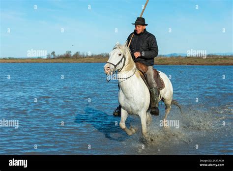 A Guardian Camargue Cowboy Is Riding Through The Marshlands Of The