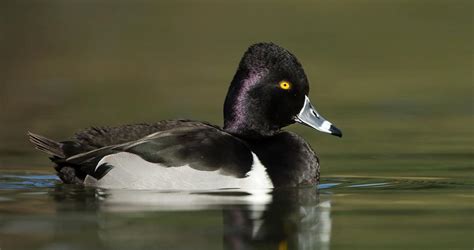 Ring Necked Duck Range Map All About Birds Cornell Lab Of Ornithology
