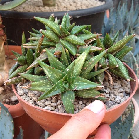 Which is why we stress the importance of a high quality draining soil mix. Aloe jucunda - Giromagi Cactus and Succulents