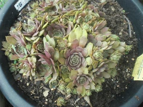 Photo Of The Entire Plant Of Hen And Chicks Sempervivum Red Heart